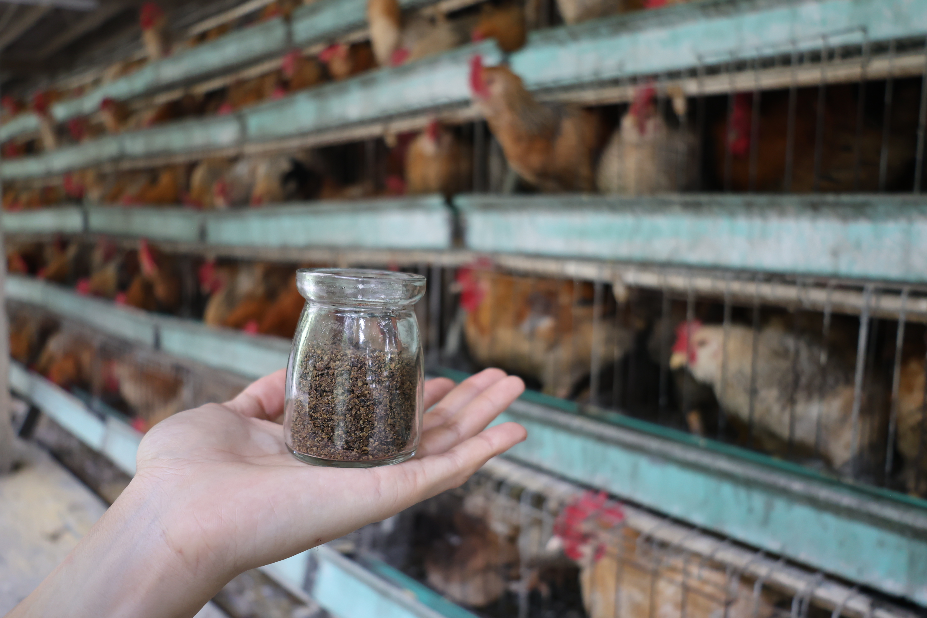 BSF Chicken Research